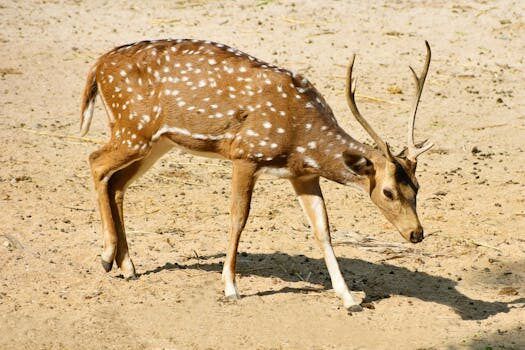 capturan una hermosa postal de un huemul en su entorno 1