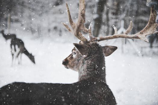 capturan una hermosa postal de un huemul en su entorno 2