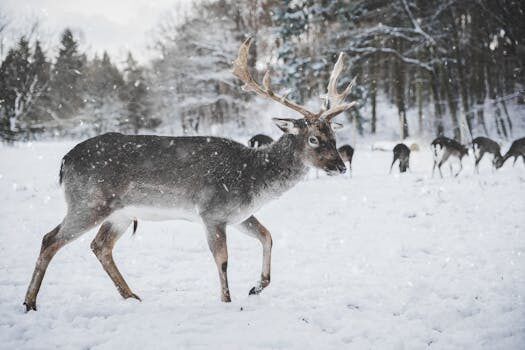 capturan una hermosa postal de un huemul en su entorno 3