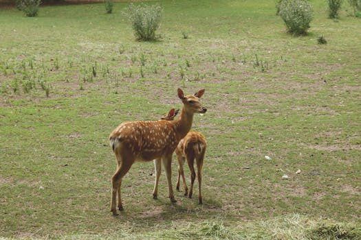 capturan una hermosa postal de un huemul en su entorno 5