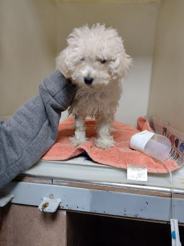 Veterinaria Merlo 1 Veterinaria Merlo