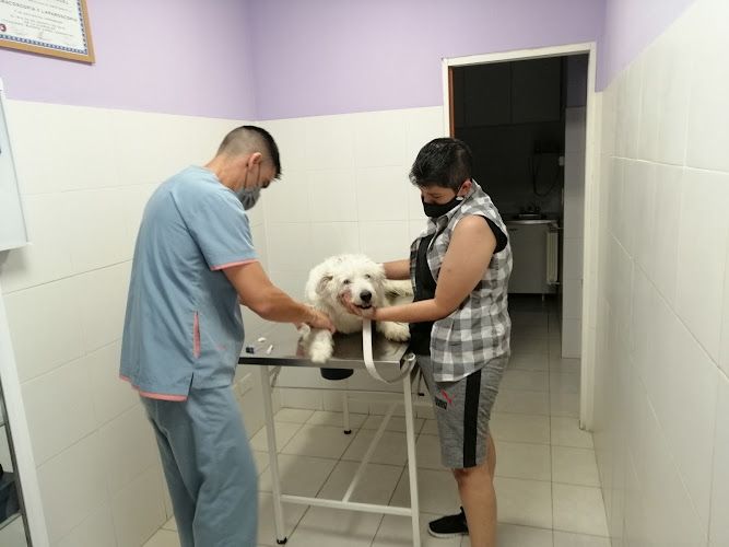 Veterinaria Randazzo 1 Veterinaria Randazzo