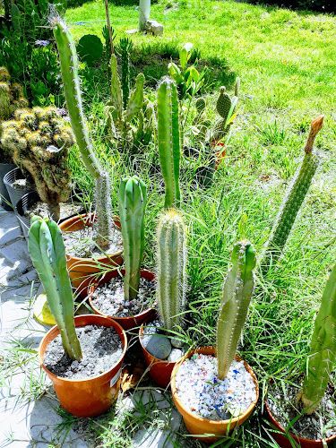Cactusolandia 1 Cactusolandia