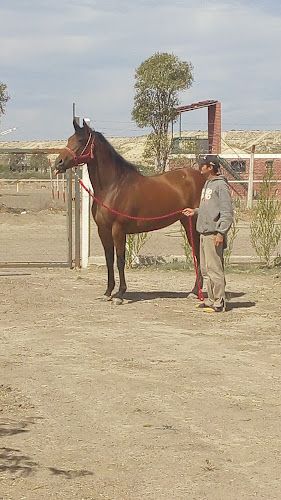 Stud Doña leonor 1 Stud Dona leonor