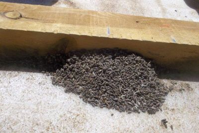 Vn Servicios Ambientales – Fumigacion