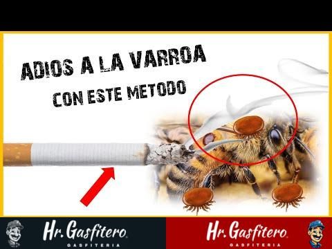 Cómo se escribe 'insecto': Guía práctica de ortografía y gramática. 1 como se escribe insecto guia practica de ortografia y gramatica