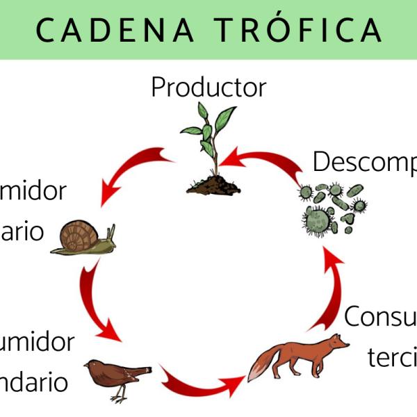 Descubre 5 interesantes cadenas alimenticias para entender la vida en la naturaleza 1 descubre 5 interesantes cadenas alimenticias para entender la vida en la naturaleza