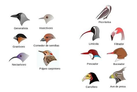 Descubre qué significa tomeguín y su importancia en la fauna 1 descubre que significa tomeguin y su importancia en la fauna