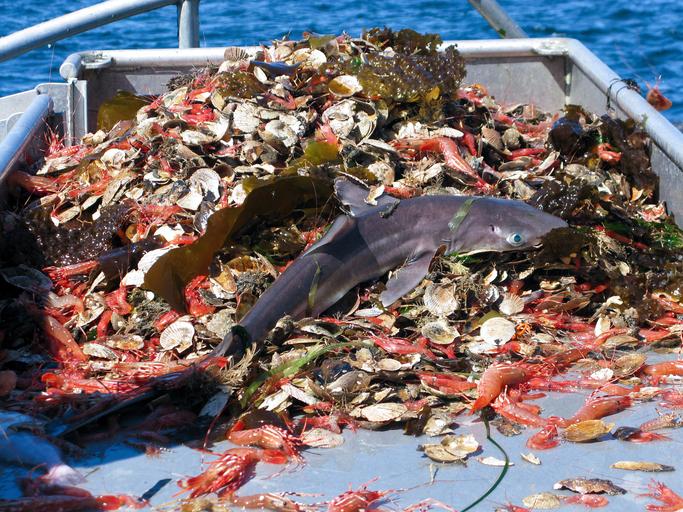 Sobrepesca: Concepto y consecuencias de la explotación excesiva de los recursos marinos 1 sobrepesca concepto y consecuencias de la explotacion excesiva de los recursos marinos