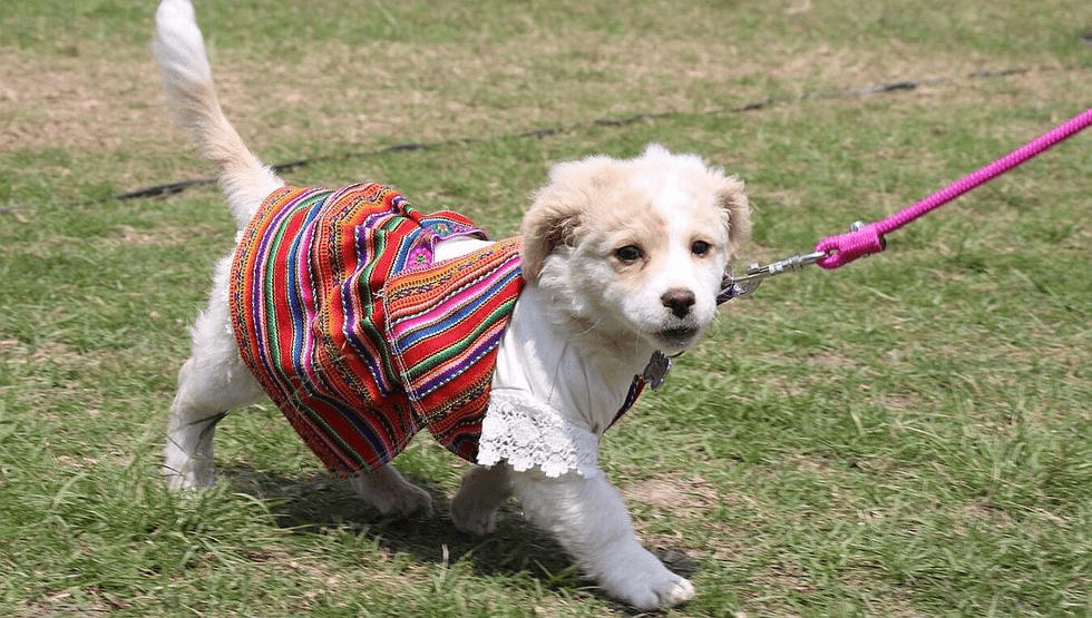 Evento Animalero Patas en Acción en Rawson el Sábado 18 de Enero 1