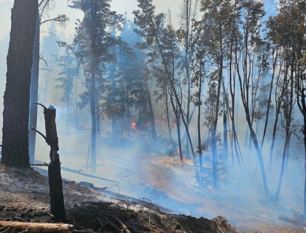 Incendio activo en El Pedregoso en El Hoyo: última información del SPMF 1 475951076 1017663683716696 38663