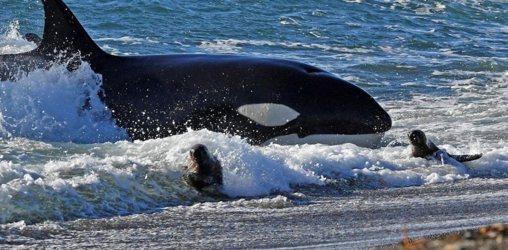 El fascinante varamiento de orcas en la Península Valdés de Chubut: un espectáculo único 1 1742699233 orcas peninsula