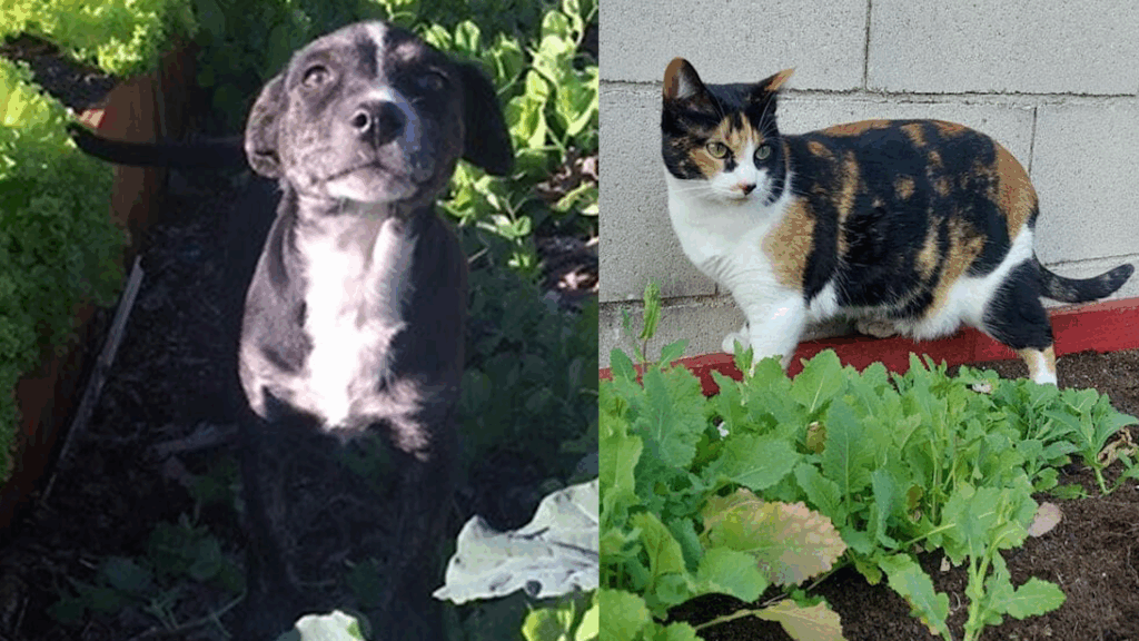 Consejos para una huerta segura y productiva: Cuidados esenciales para convivir con animales domésticos. 1 perro gato huerta