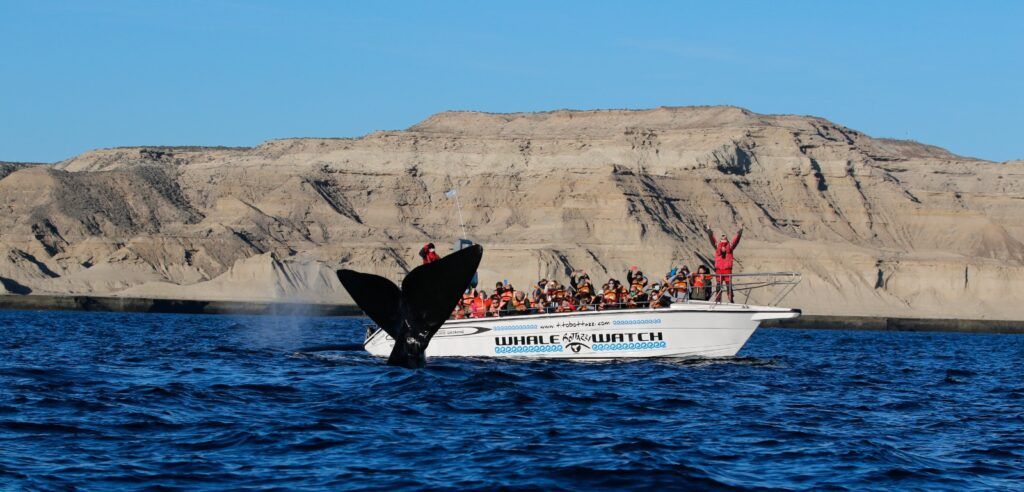 Apertura oficial de la temporada de avistaje de ballenas en Puerto Madryn 1 e072c992ed07ed1d12a4f5711dbc4b93
