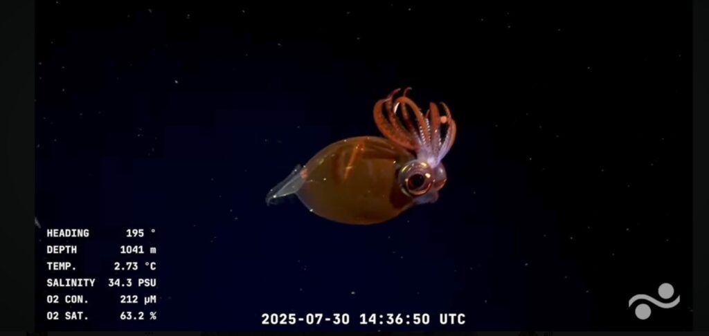Expedición científica a bordo del buque Falkor: impacto viral y transmisiones en vivo 1 GxJYDa0WkAARt8N
