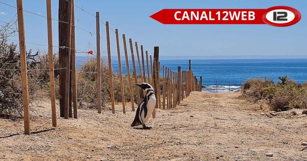 El Superior Tribunal de Justicia del Chubut define la condena por la destrucción de la colonia de pingüinos en Punta Tombo 1 og 694575 facebook 694592 wm1768603849
