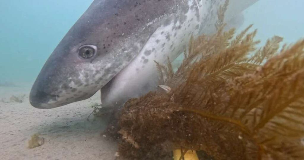Proyecto Patagonia Azul marca tiburón gatopardo en Chubut para estudiar sus rutas migratorias 1 tiburon chubut