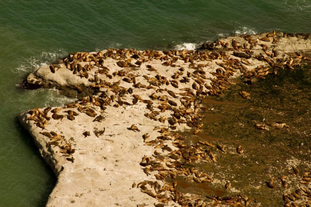 Aprobado el Plan de Manejo del Área Natural Protegida Punta Marqués en Chubut: un hito histórico para la conservación ambiental. 1 da0f2cdb fee9 4e79 a223 b8f6bd511c83
