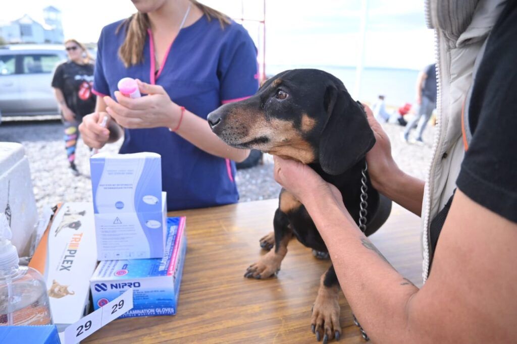 Campaña de Vacunación y Castración de Mascotas en Puerto Madryn el sábado 6 de junio 1 3c94bc8a 2533 446d bff2 ce2fa998f4f8