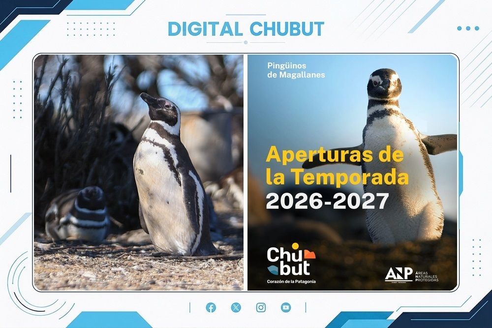Inicio de temporada de avistaje de pingüinos de Magallanes en Chubut: preparativos y novedades en Punta Tombo. 1 PINGUINOS TEMPORADA
